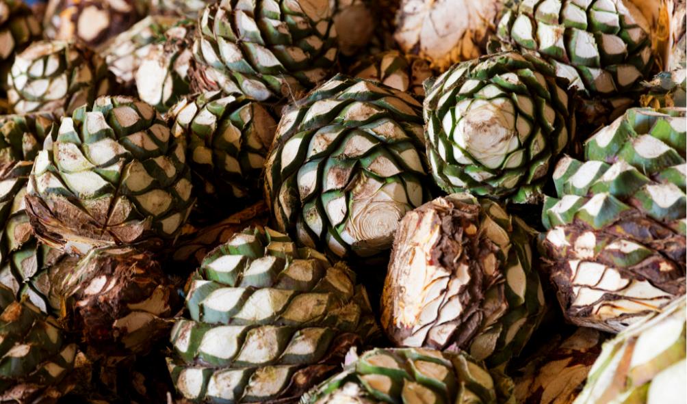 Tequila vs Mezcal regional varieties