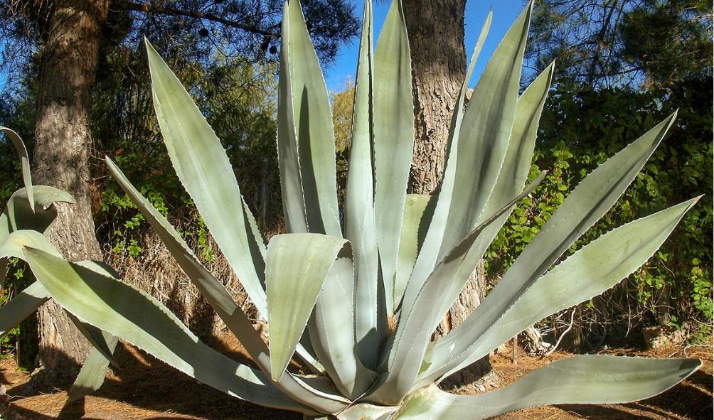 Mexican Pulque Festivals