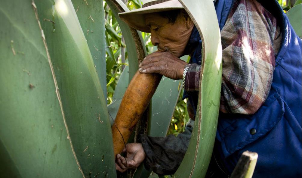 Where to Try Pulque in Guadalajara