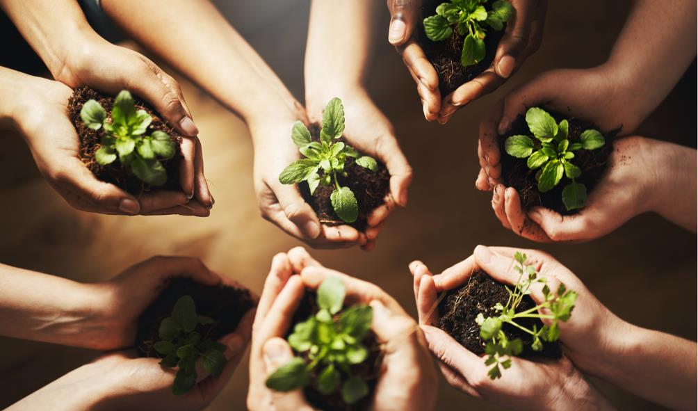 Natural therapies Mexico 