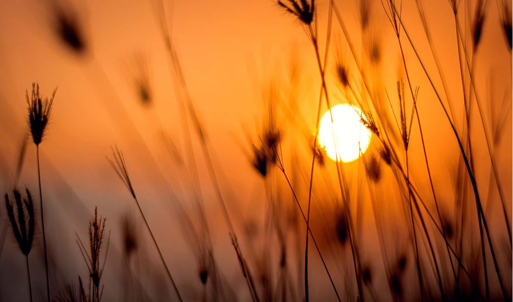 Traditional Mexican healing 