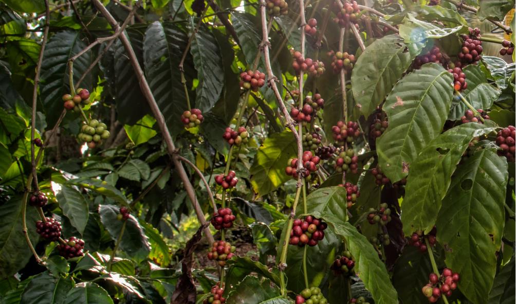 Cultural Healing Traditions 