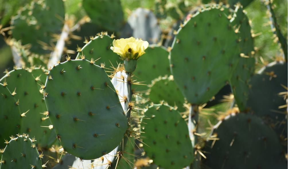 Recipes with Mexican superfoods 