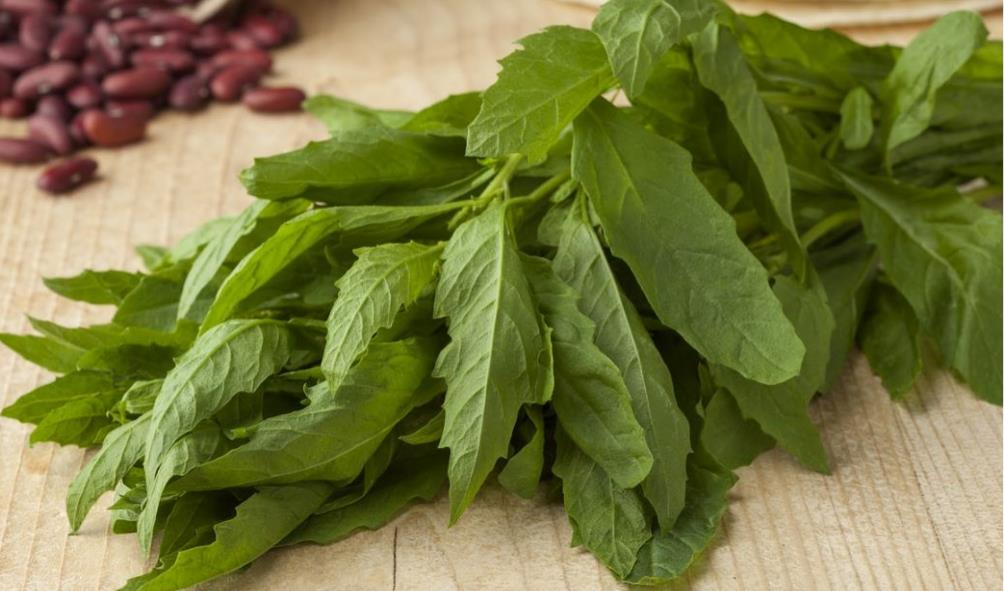 Indigenous Mexican superfoods 