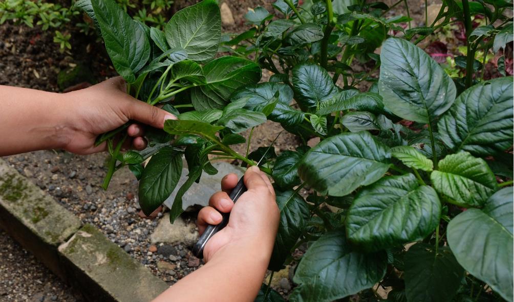 Healing properties of traditional ingredients 