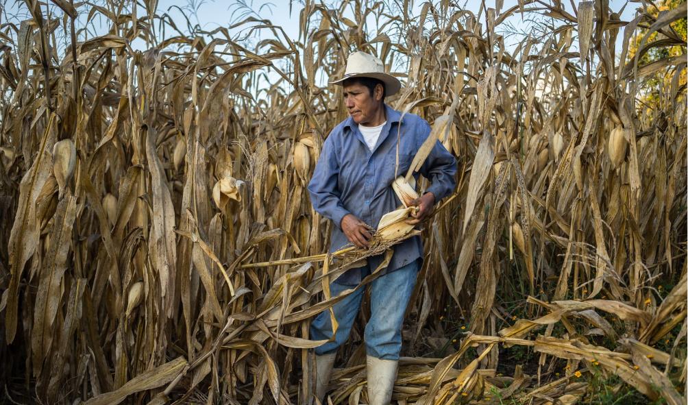 Botanical Ingredients 