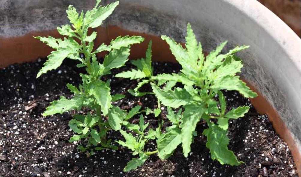 Unexpected health benefits of tortillas 