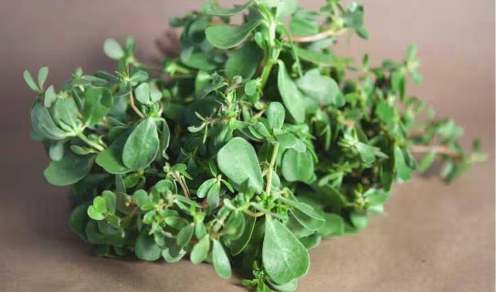 Hidden gems of Mexican gastronomy 