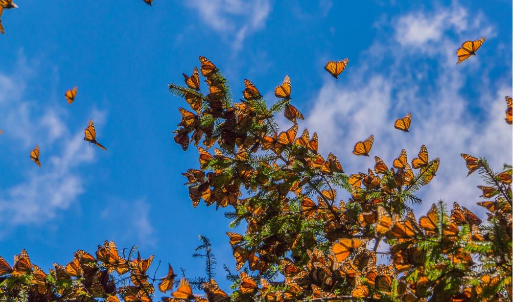 Natural stress relief Mexico 