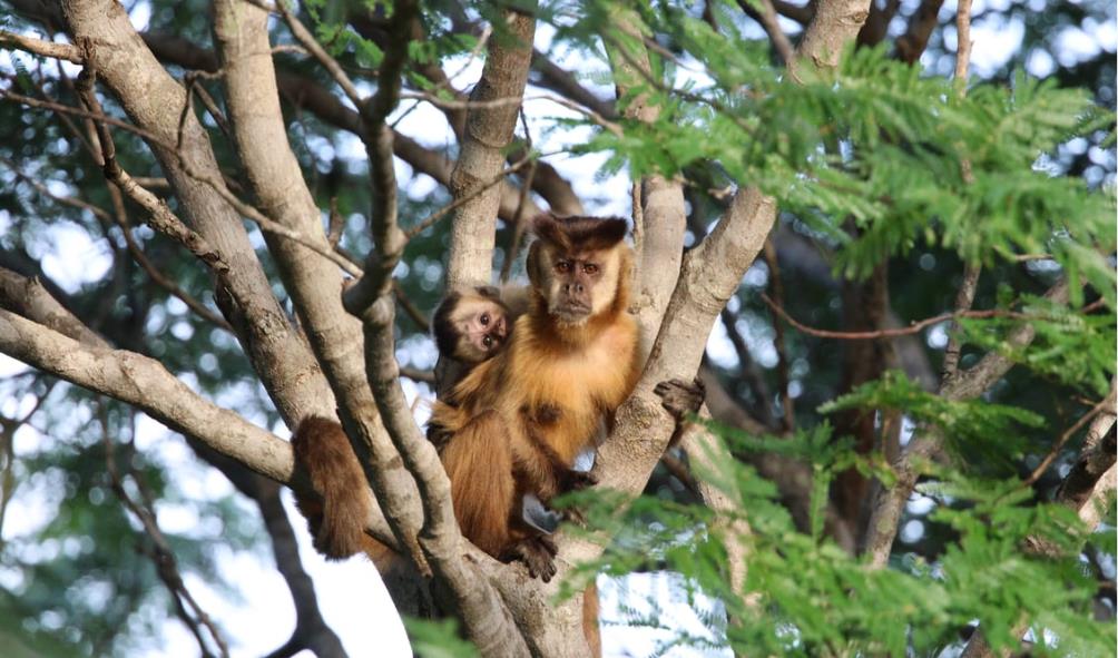 Mexico''s green spaces 