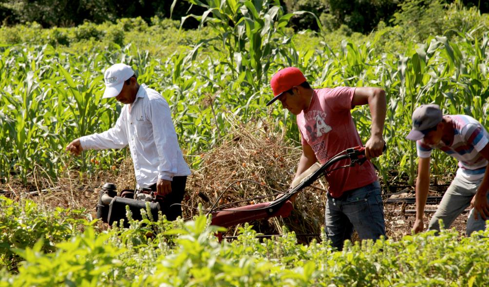 Sustainable farming practices Mexico 
