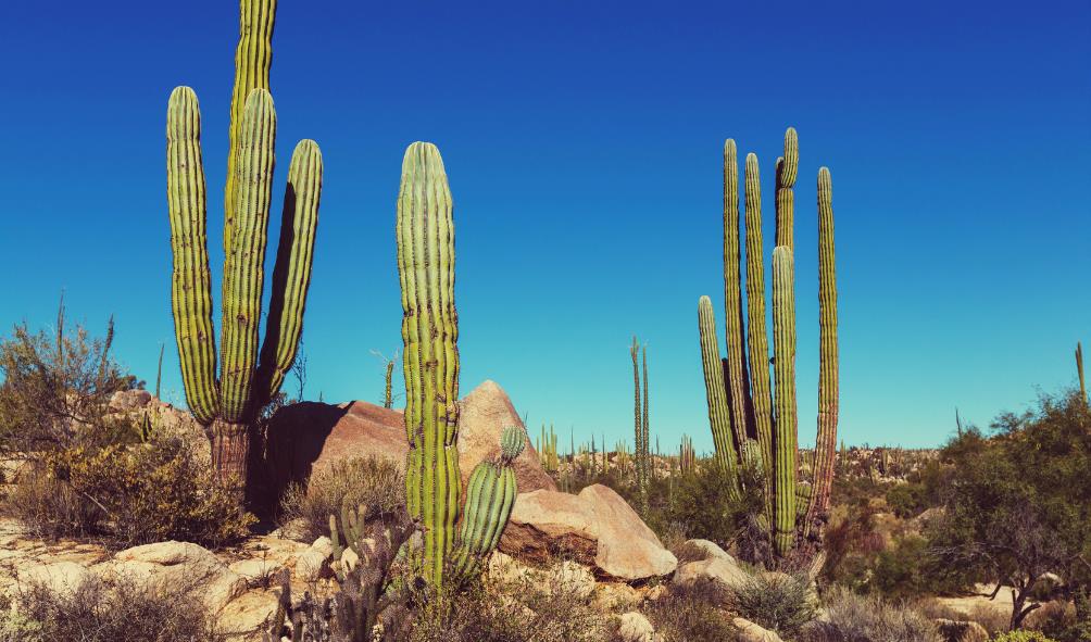 balance and wellness mexico 