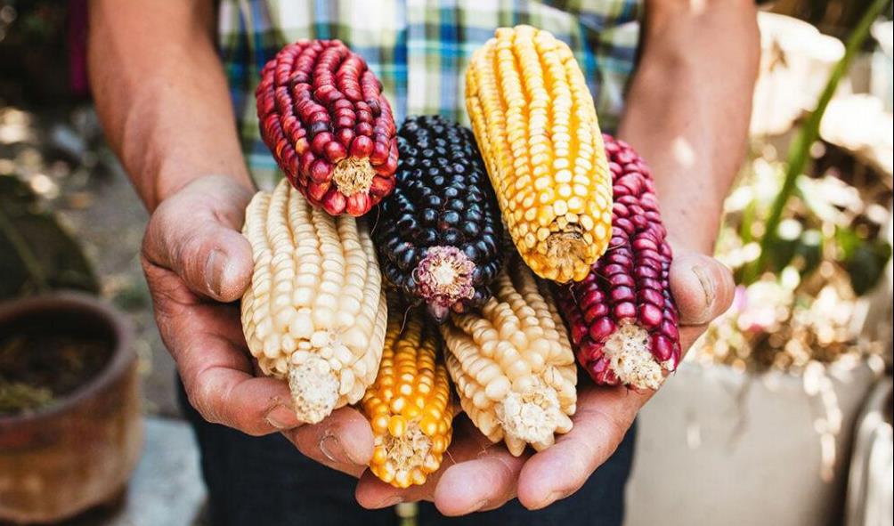 Mexican corn traditions