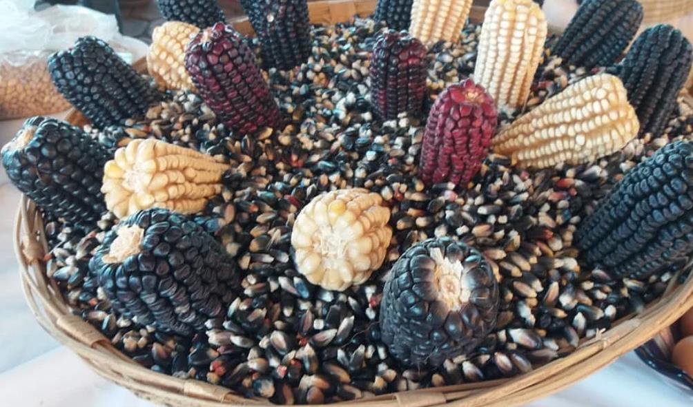 Corn''s influence on Mexican cuisine 