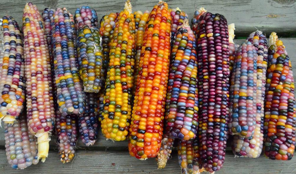 Mexican corn culture 