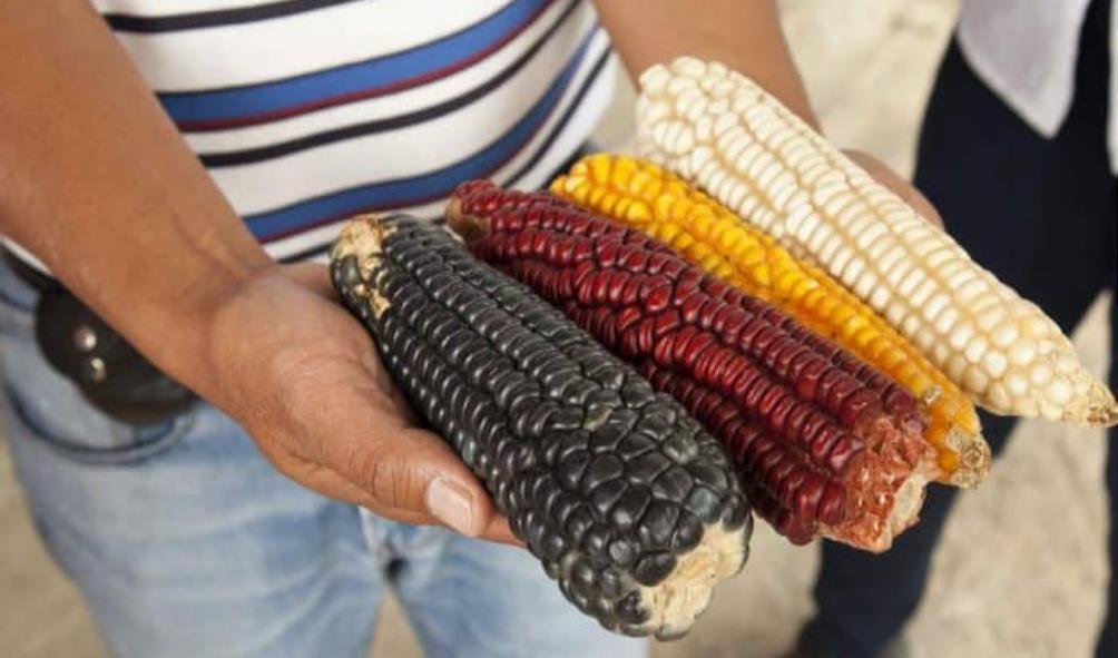 Mexican Corn Ingredients 