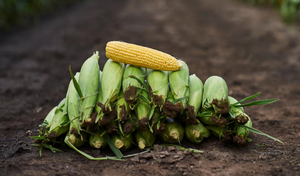 Corn in Mexican culinary arts 
