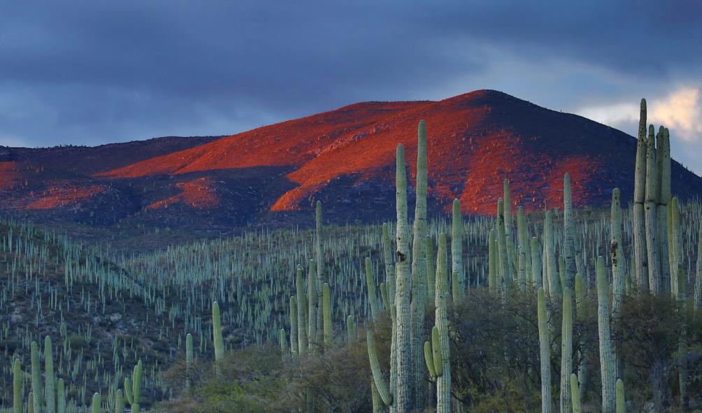 Cultural richness of Mexico 