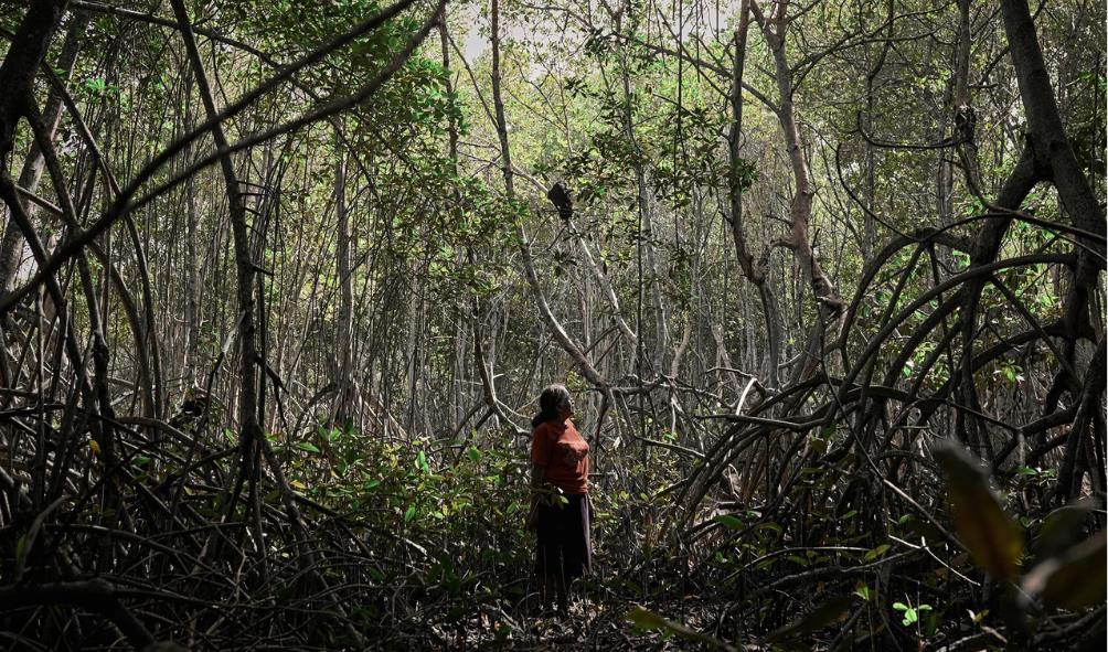 Mexican wellness and nature 