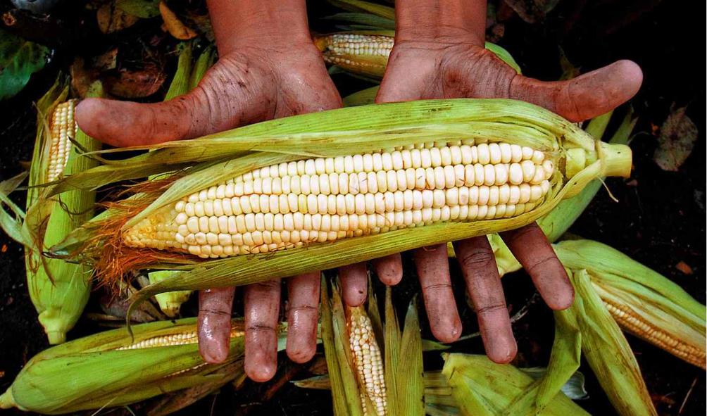 Corn culture in Mexico 