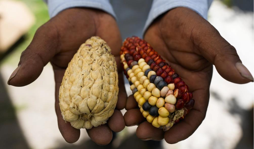 Maize''s role in Mexican healing 