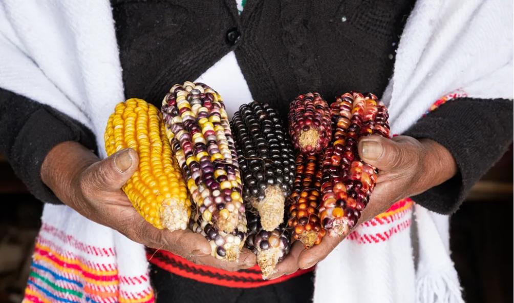 Maize wellness Mexico 