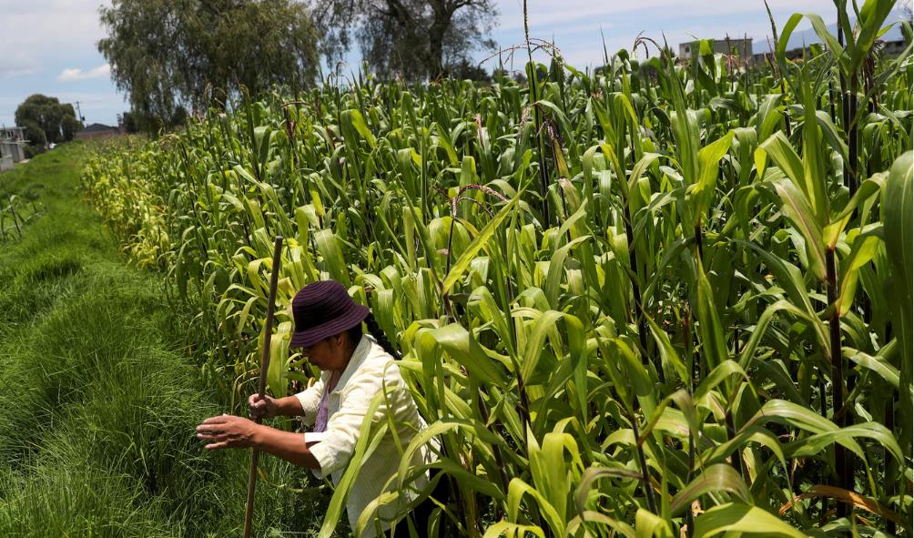 Mexican wellness and corn 