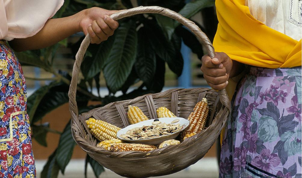 Mexican corn health practices 