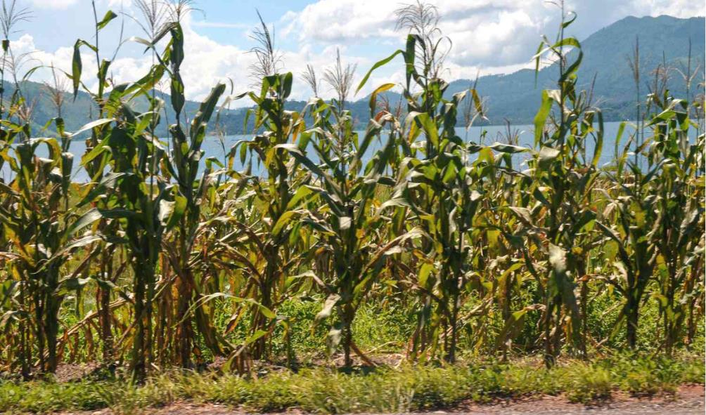 milpa farming community 