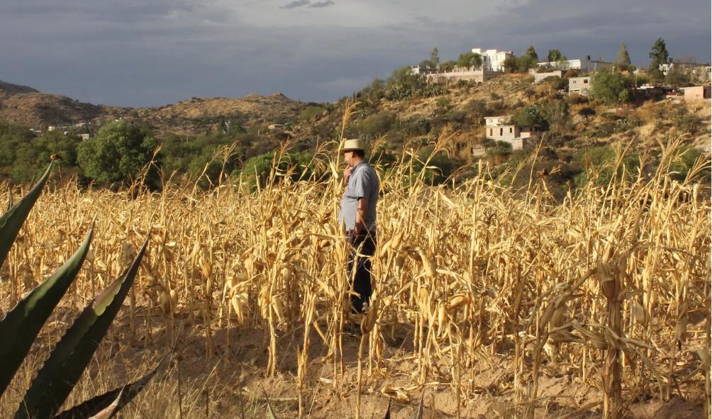 Milpa farming sustainability 
