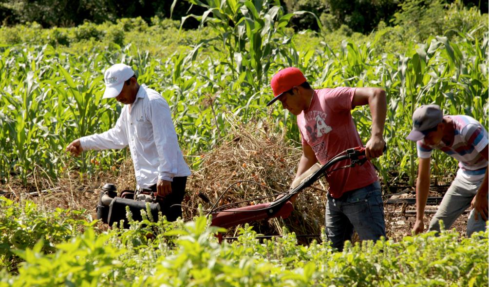 Milpa soil fertility 