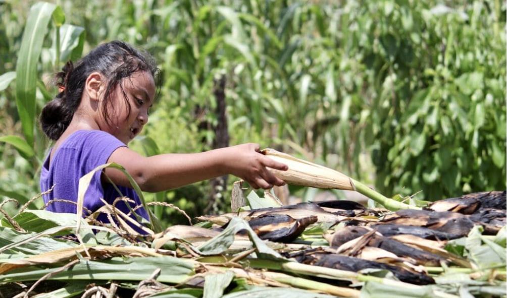 milpa farming and food security 