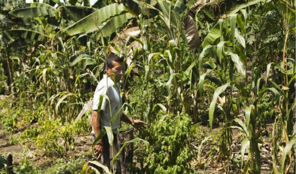 milpa agriculture and climate 