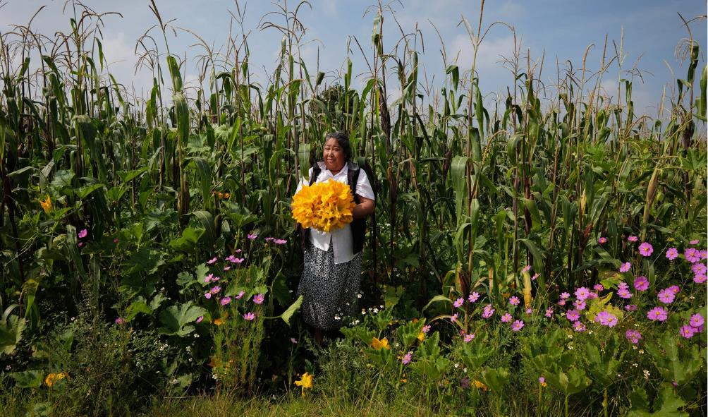 Milpa beans and squash 