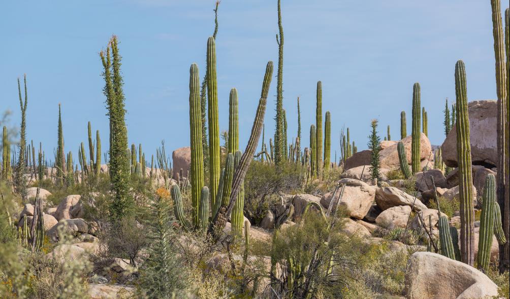Mexico spiritual landscapes 