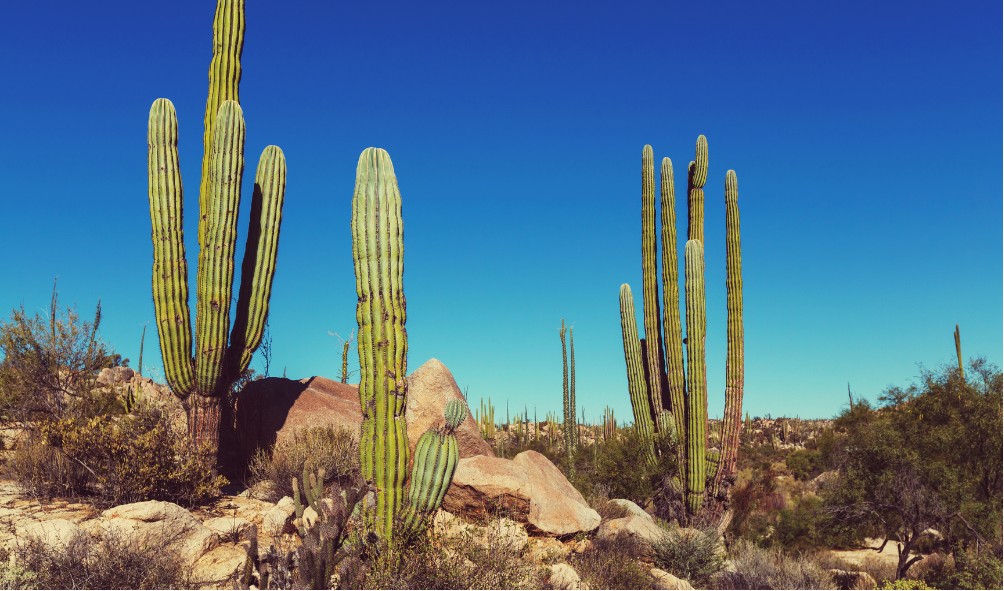 Mexico''s laid-back lifestyle 