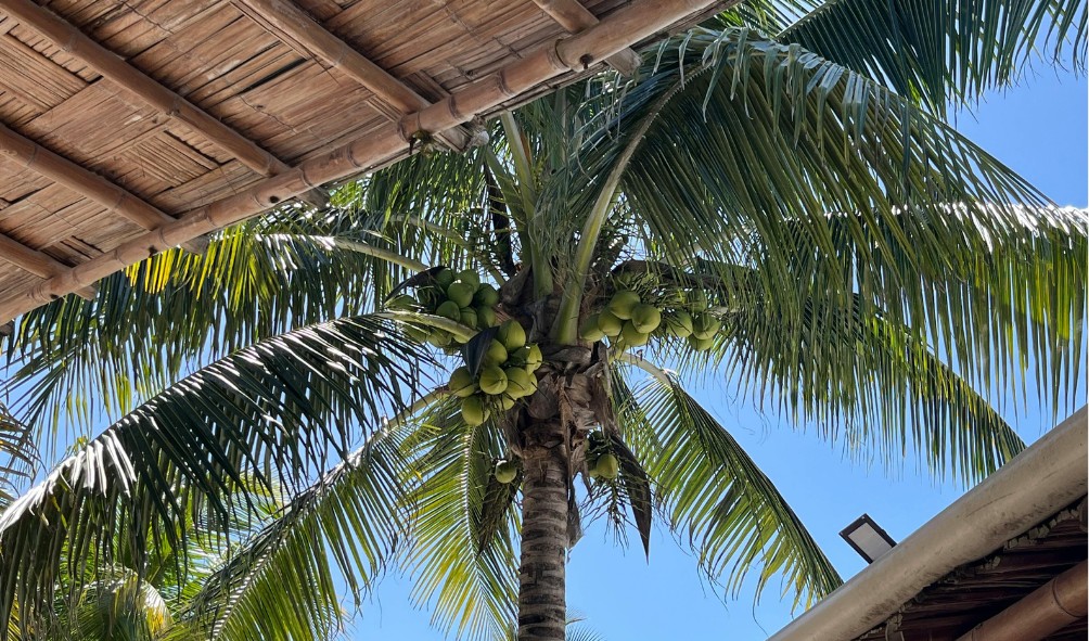 Nature immersion Mexico 